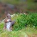 Red Squirrel 130210_3